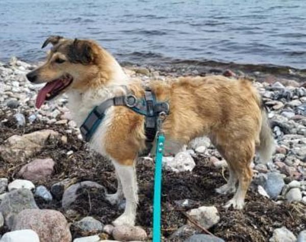 Holli &Pepper in 29683 Bad Fallingbostel