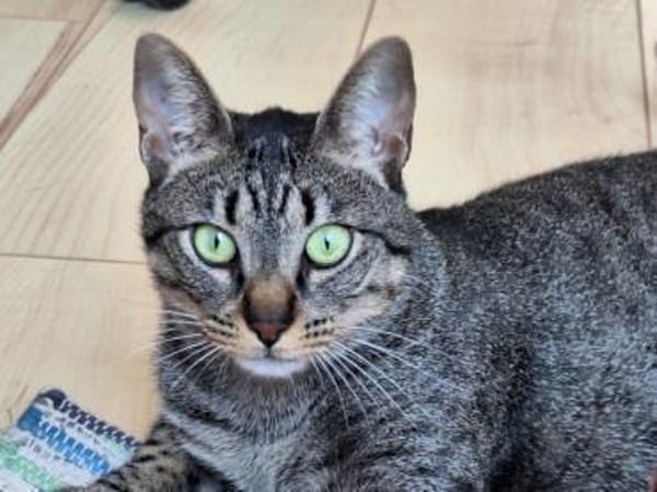 Unkomplizierte Krümel sucht Zuhause