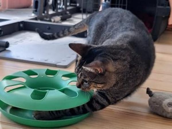 Unkomplizierte Krümel sucht Zuhause