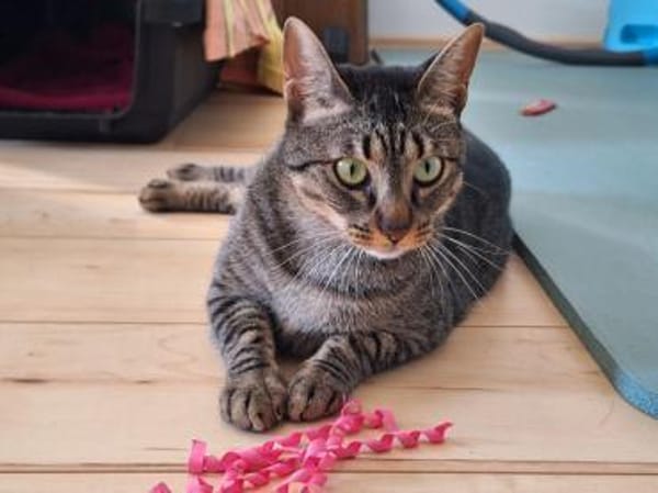 Unkomplizierte Krümel sucht Zuhause