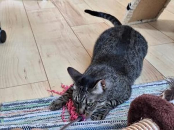 Unkomplizierte Krümel sucht Zuhause