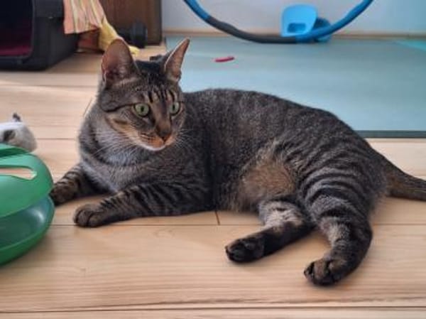 Unkomplizierte Krümel sucht Zuhause