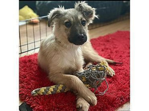 Maggie - wartet in 15848 Beeskow