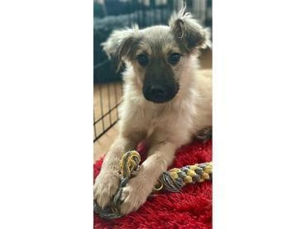 Maggie - wartet in 15848 Beeskow