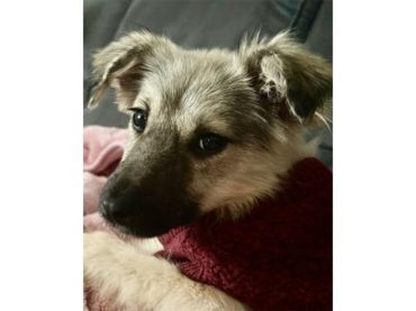 Maggie - wartet in 15848 Beeskow