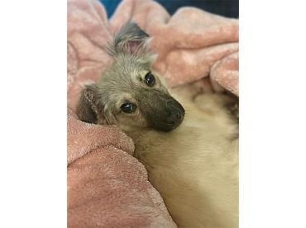 Maggie - wartet in 15848 Beeskow