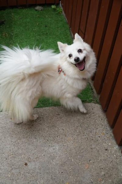 Lebensfrohe Amy hat eine Menge Energie