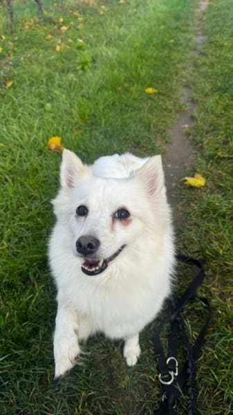 Lebensfrohe Amy hat eine Menge Energie