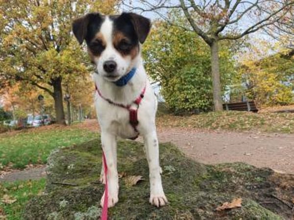 Elsie auf PS in Neuss sucht ihre Familie