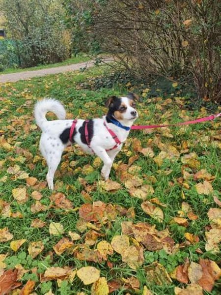 Elsie auf PS in Neuss sucht ihre Familie