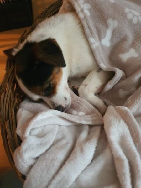 Elsie auf PS in Neuss sucht ihre Familie