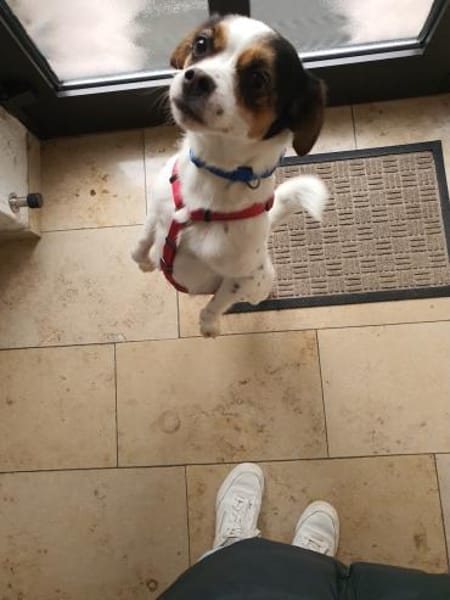 Elsie auf PS in Neuss sucht ihre Familie