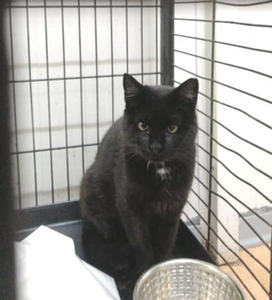 Lava musste im Käfig leben