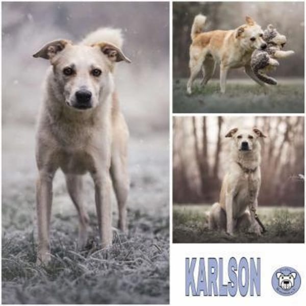 KARLSON -toller, loyaler Begleiter-