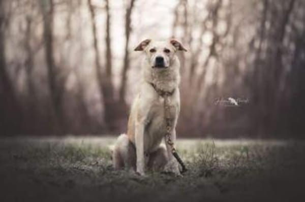 KARLSON -toller, loyaler Begleiter-