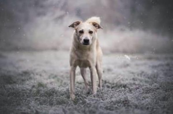 KARLSON -toller, loyaler Begleiter-