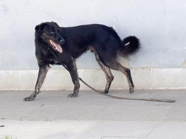 Nero, lernt gerade die Welt kennen