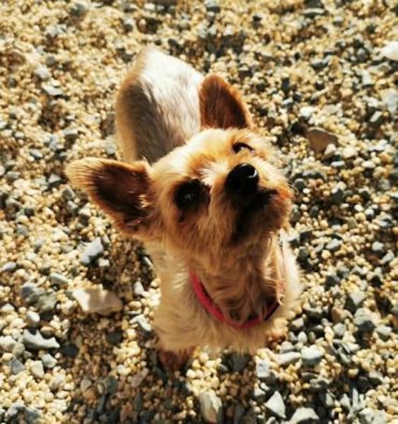 Trixie su. Gnadenbrotplatz