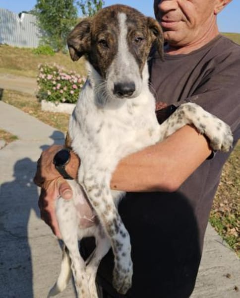 Spike wartet in 97513 Michelau