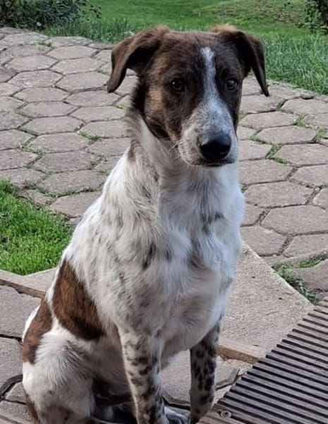 Spike wartet in 97513 Michelau