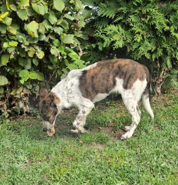 Spike wartet in 97513 Michelau