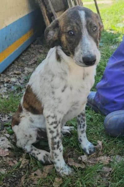 Spike wartet in 97513 Michelau