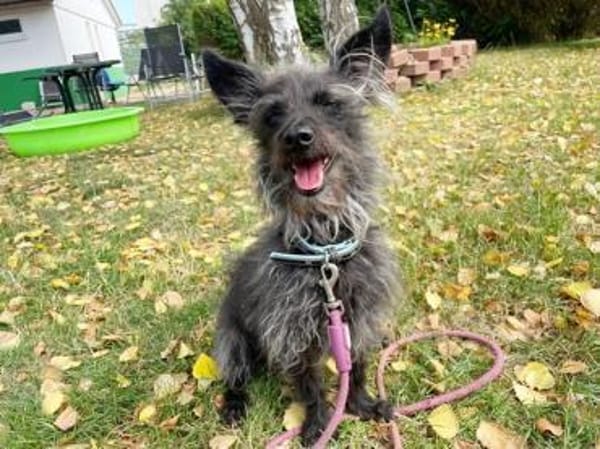 Stitch su. erfahrene Besitzer