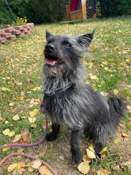 Stitch su. erfahrene Besitzer