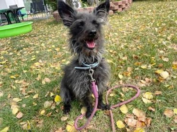 Stitch su. erfahrene Besitzer