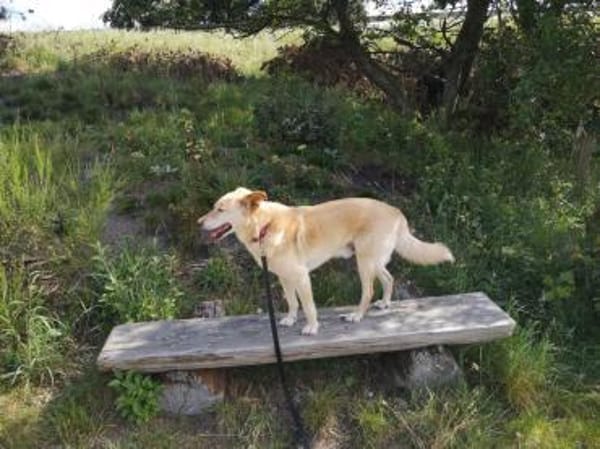 Sam - endlich für immer ankommen