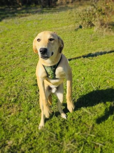 Nicki ein freundlicher Labrador Mix