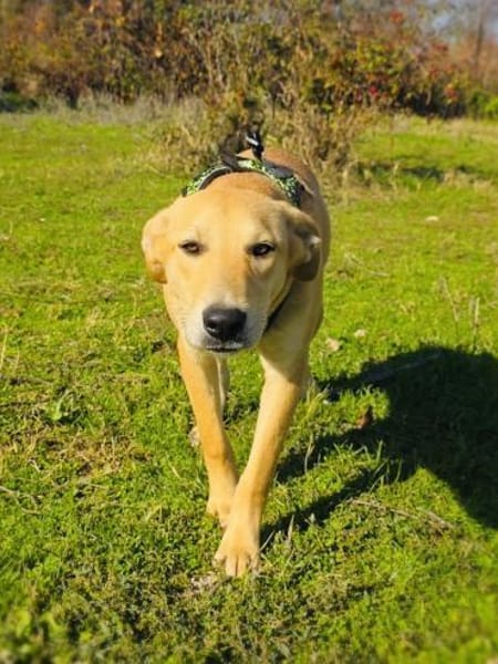 Nicki ein freundlicher Labrador Mix