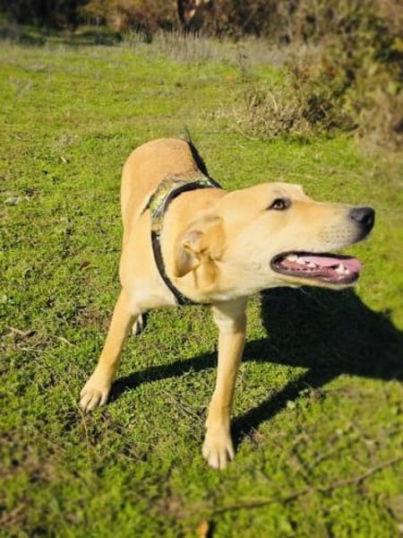 Nicki ein freundlicher Labrador Mix