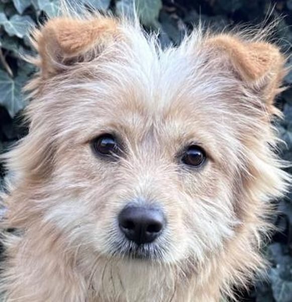 Matteo - süßer Struppi