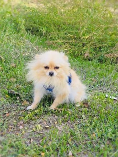 Pomeranien Mädchen Banu