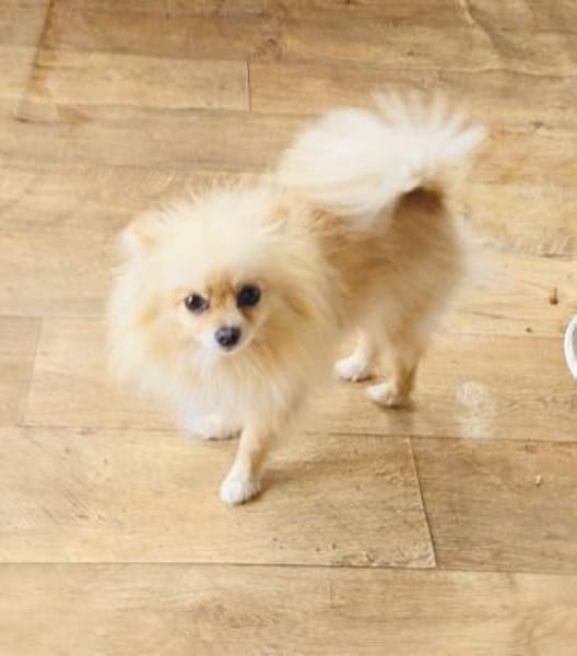 Pomeranien Mädchen Banu