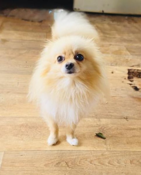 Pomeranien Mädchen Banu