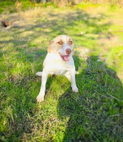 Leonie ein Beagle/Labbymix Mädchen