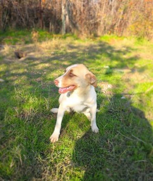 Leonie ein Beagle/Labbymix Mädchen