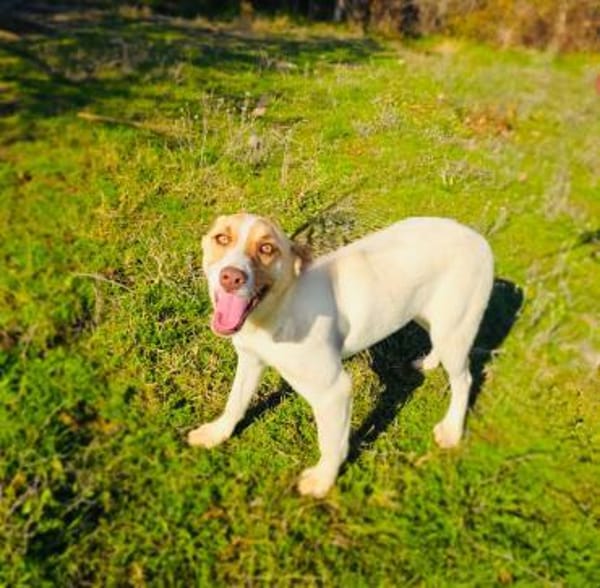 Leonie ein Beagle/Labbymix Mädchen