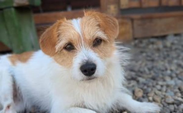 Dreibeinchen Lilly sucht ein Zuhause