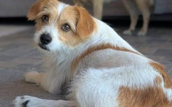 Dreibeinchen Lilly sucht ein Zuhause