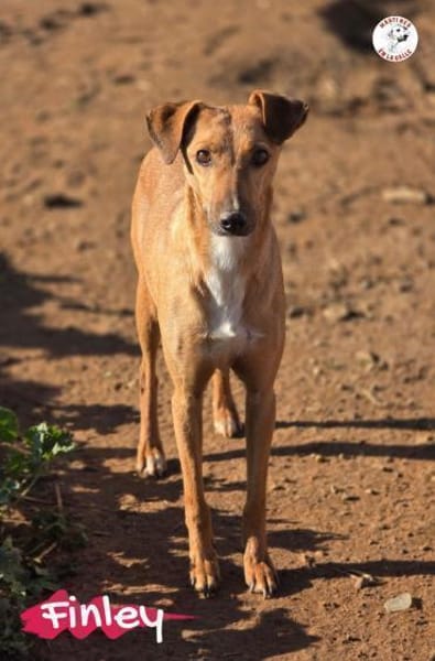 Finley