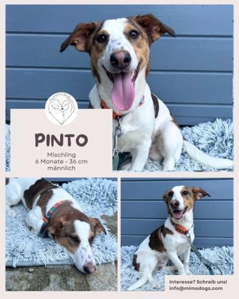 Pinto: Charmanter, lebensfroher Rüde