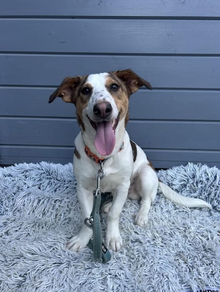 Pinto: Charmanter, lebensfroher Rüde