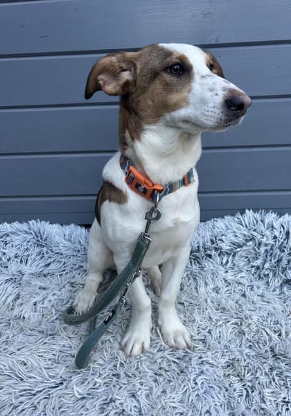 Pinto: Charmanter, lebensfroher Rüde