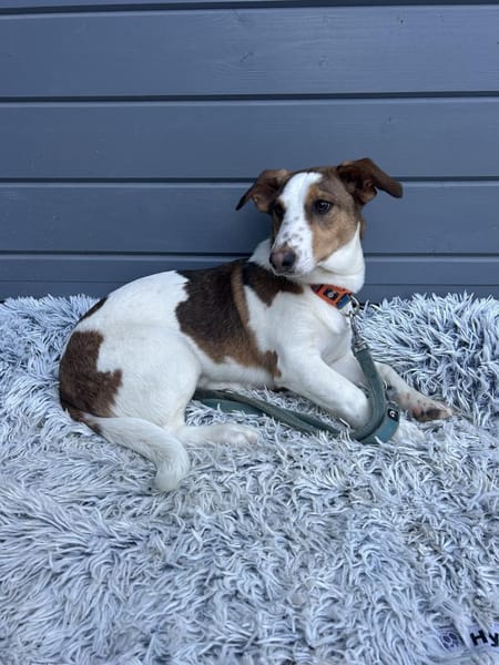 Pinto: Charmanter, lebensfroher Rüde