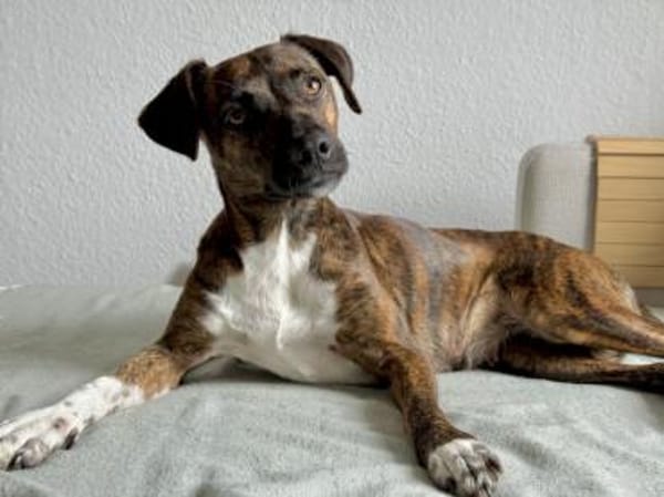 Wer gibt Silly ein Zuhause?