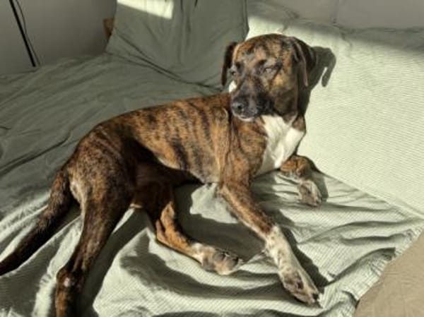 Wer gibt Silly ein Zuhause?