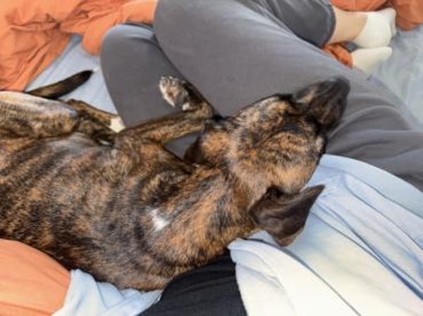 Wer gibt Silly ein Zuhause?